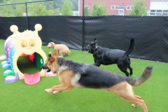 Wagging Tails Pet Resort