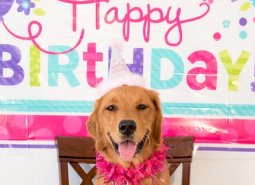 Dog Birthday Party near Hadley MA